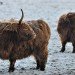 Cattle highland